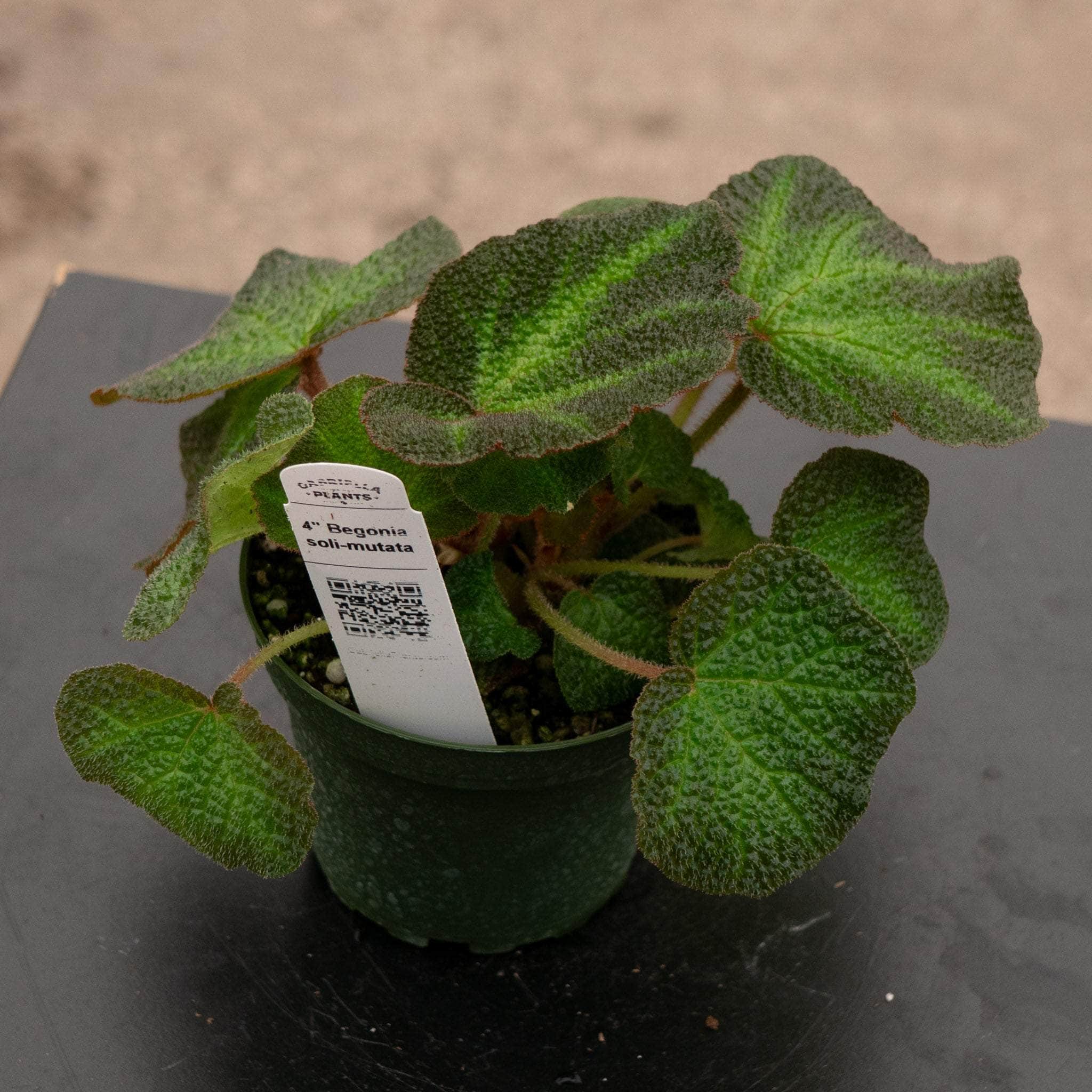 Gabriella Plants Begonia 4