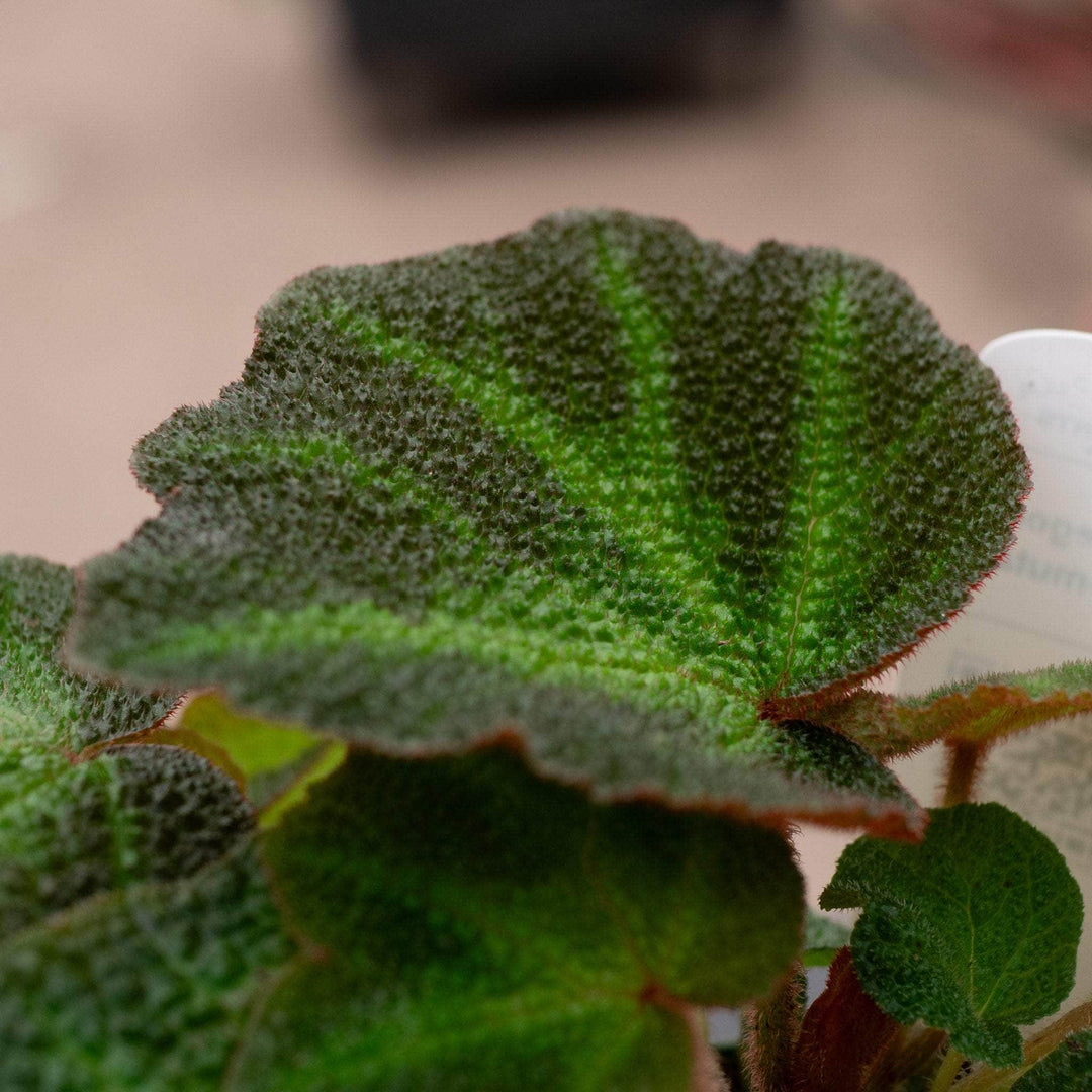 Gabriella Plants Begonia 4" Begonia soli-mutata