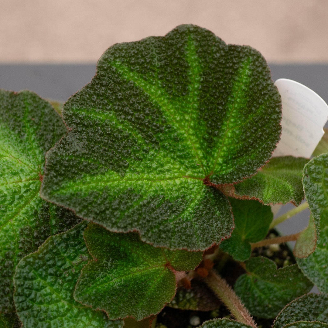 Gabriella Plants Begonia 4" Begonia soli-mutata