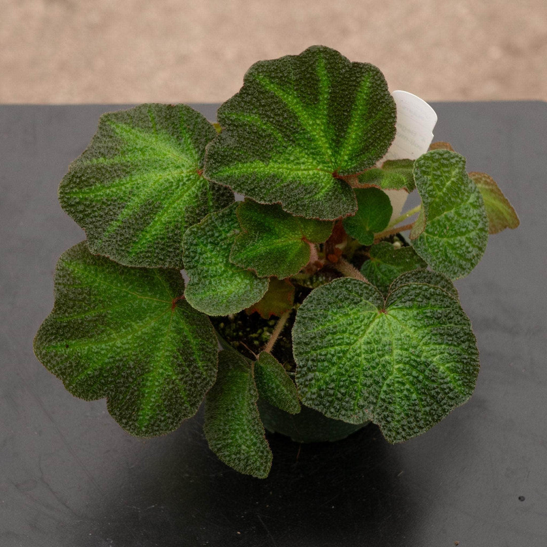 Gabriella Plants Begonia 4" Begonia soli-mutata