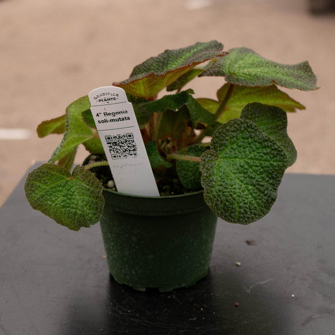 Gabriella Plants Begonia 4" Begonia soli-mutata