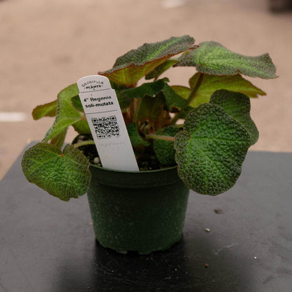 Gabriella Plants Begonia 4