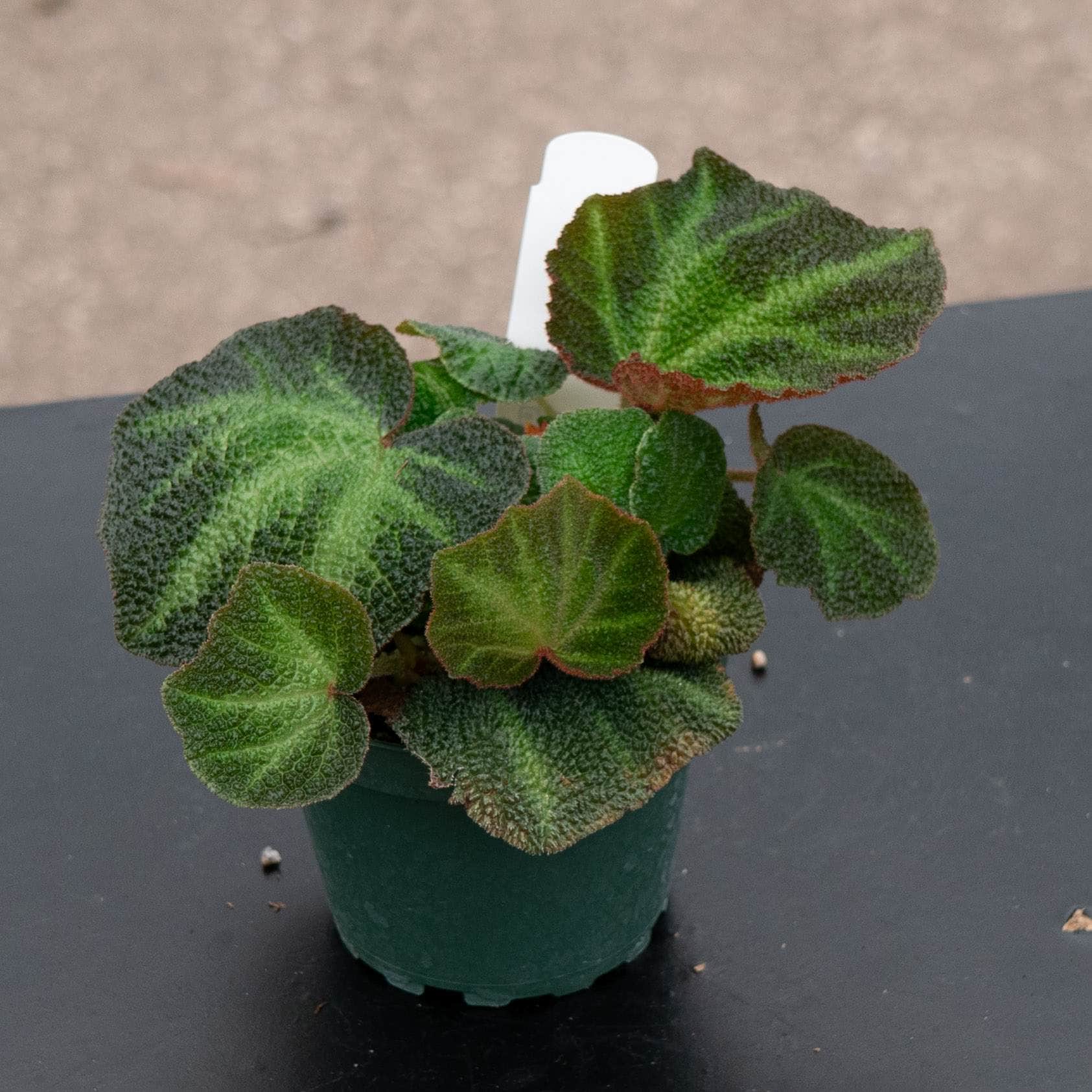 Begonia soli-mutata – Gabriella Plants
