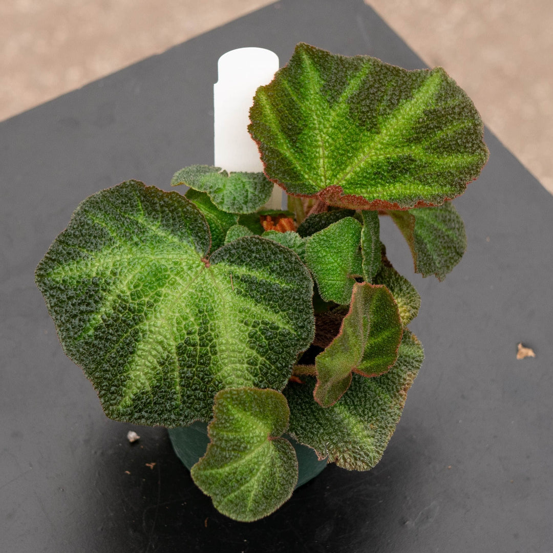 Gabriella Plants Begonia 4" Begonia soli-mutata