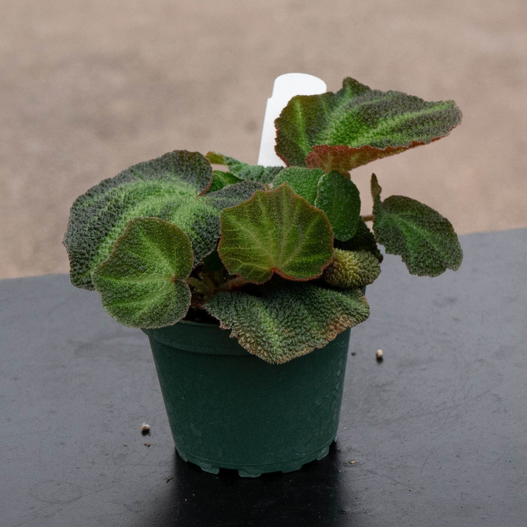 Gabriella Plants Begonia 4" Begonia soli-mutata