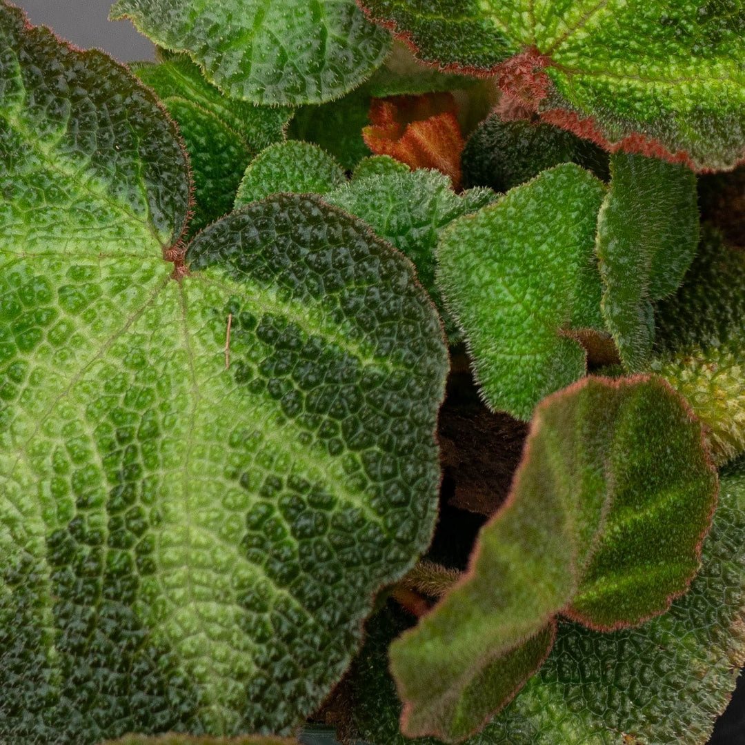 Gabriella Plants Begonia 4" Begonia soli-mutata