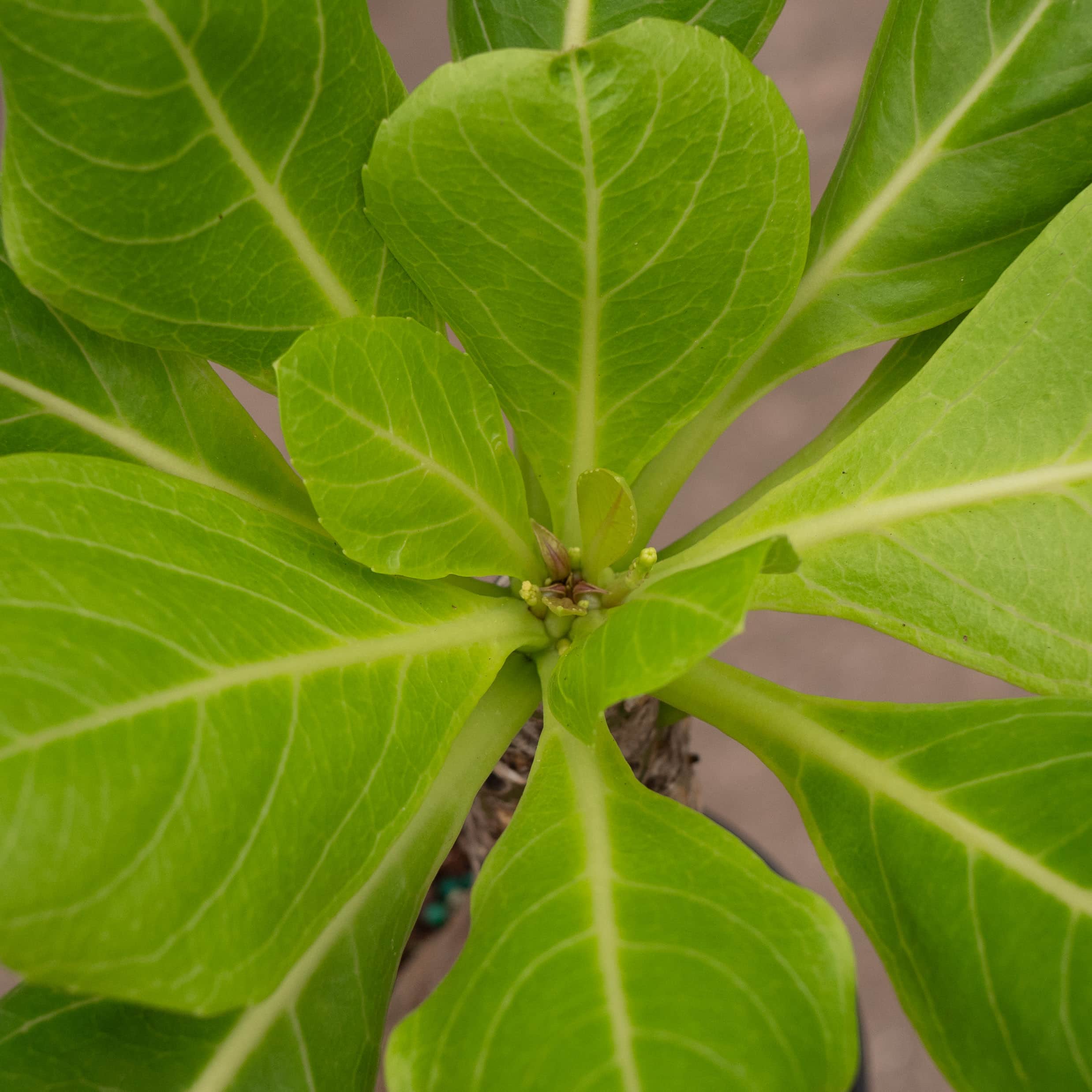 Brighamia insignis - Gabriella Plants