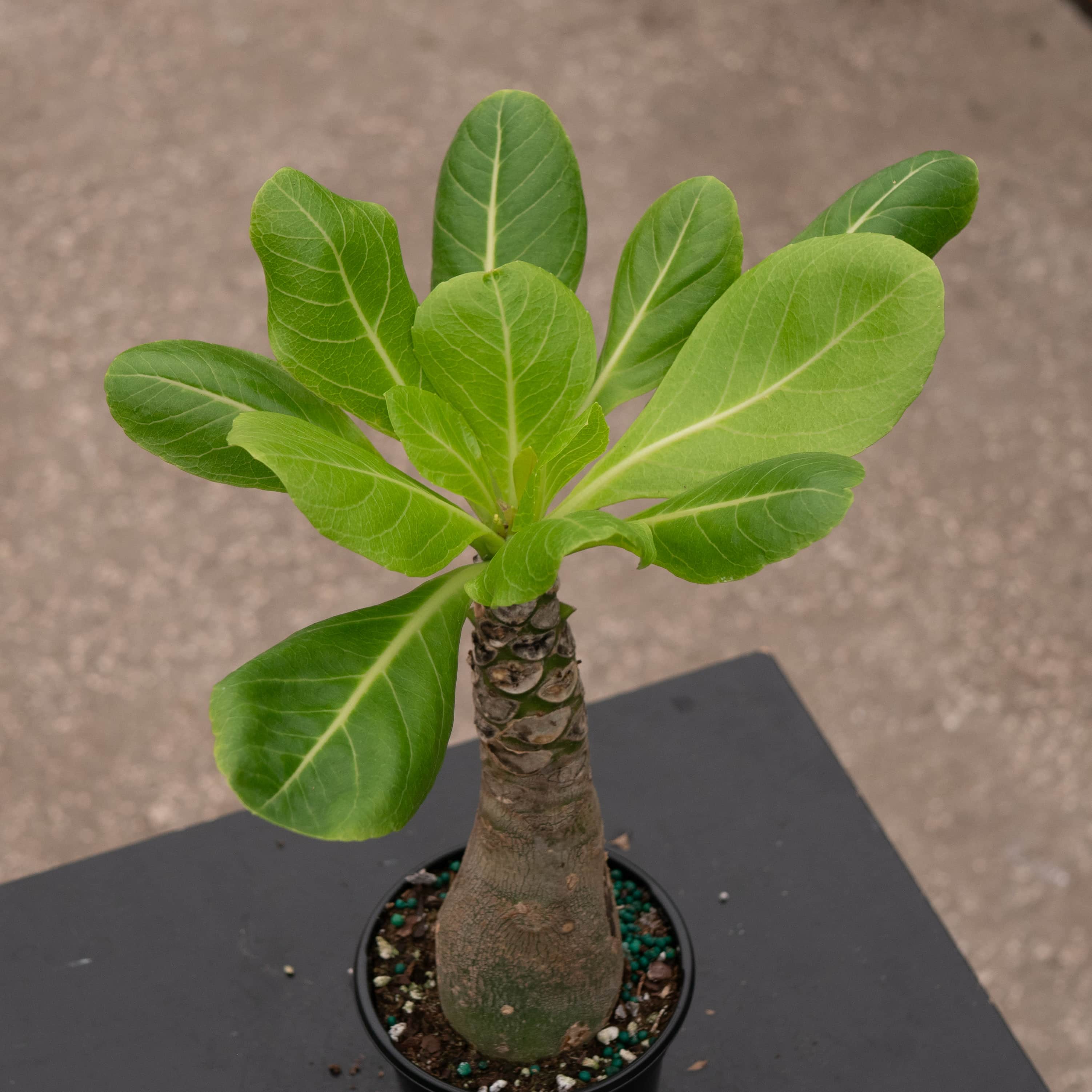 Brighamia insignis