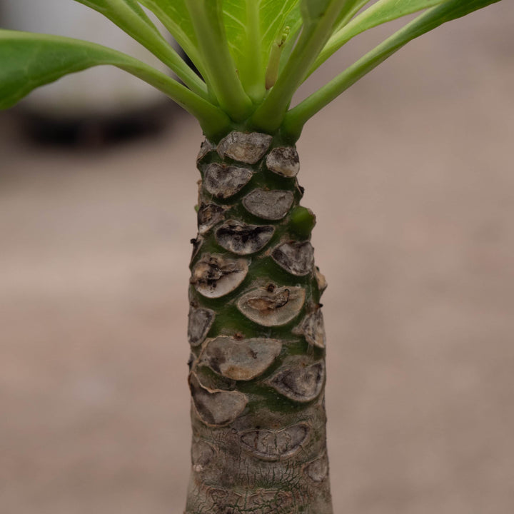 Gabriella Plants Succulent 4" Brighamia insignis