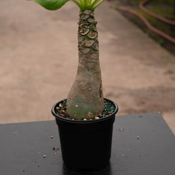 Gabriella Plants Succulent 4" Brighamia insignis