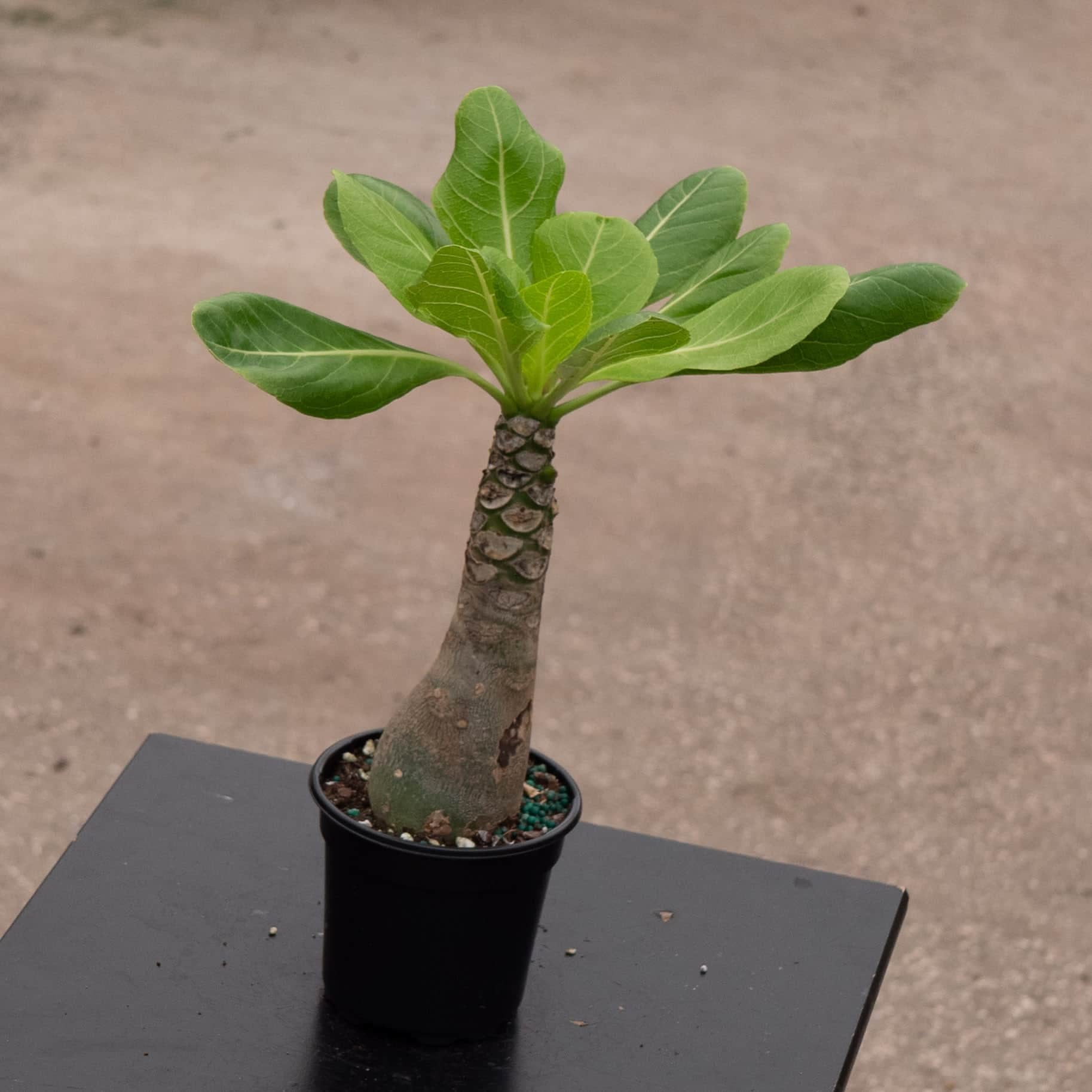 Brighamia insignis – Gabriella Plants
