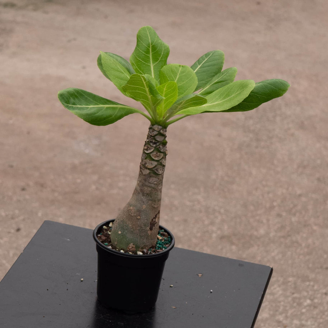 Gabriella Plants Succulent 4" Brighamia insignis