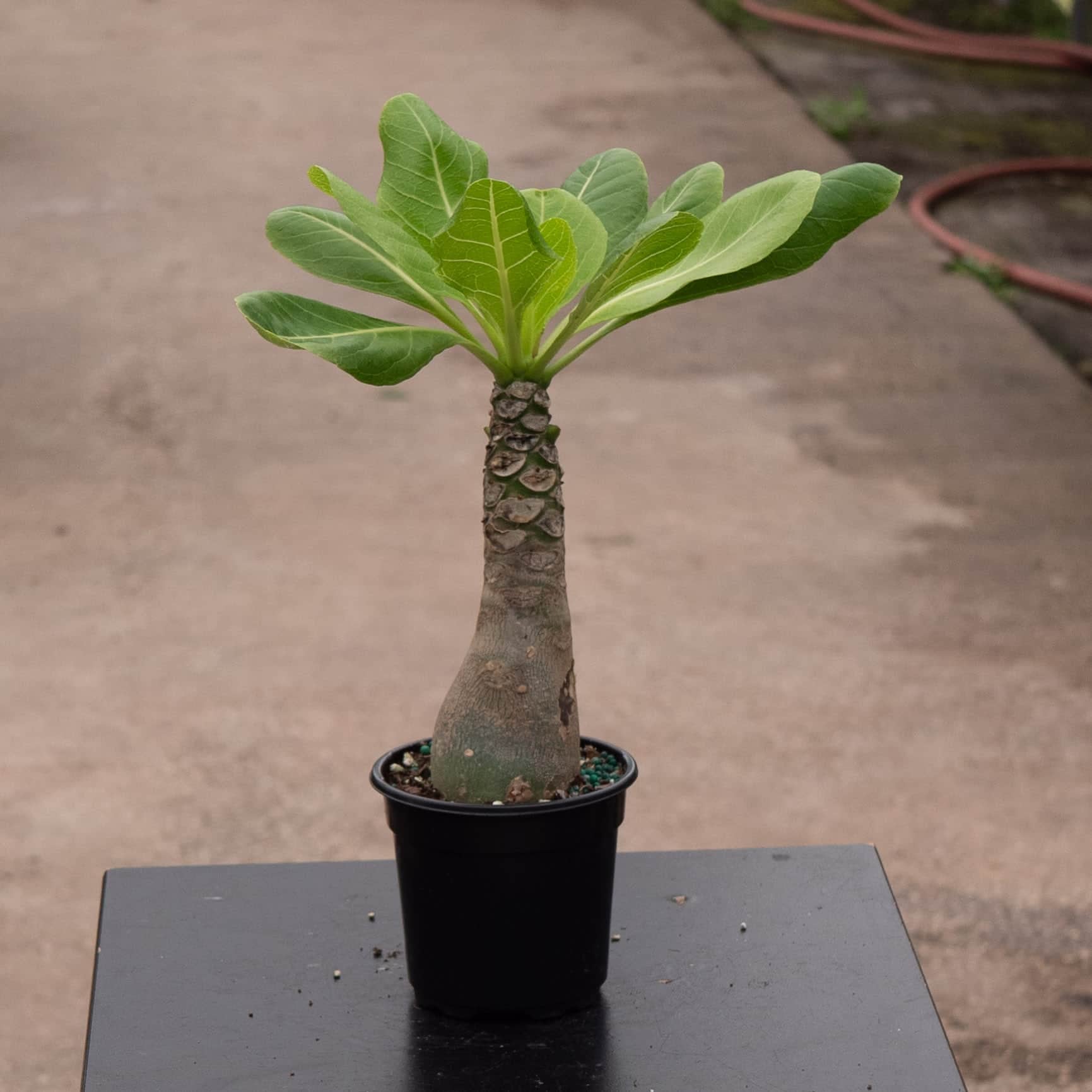 パナマ産　Chiriquibia insignis 35mm Brighamia insignis - Gabriella Plants