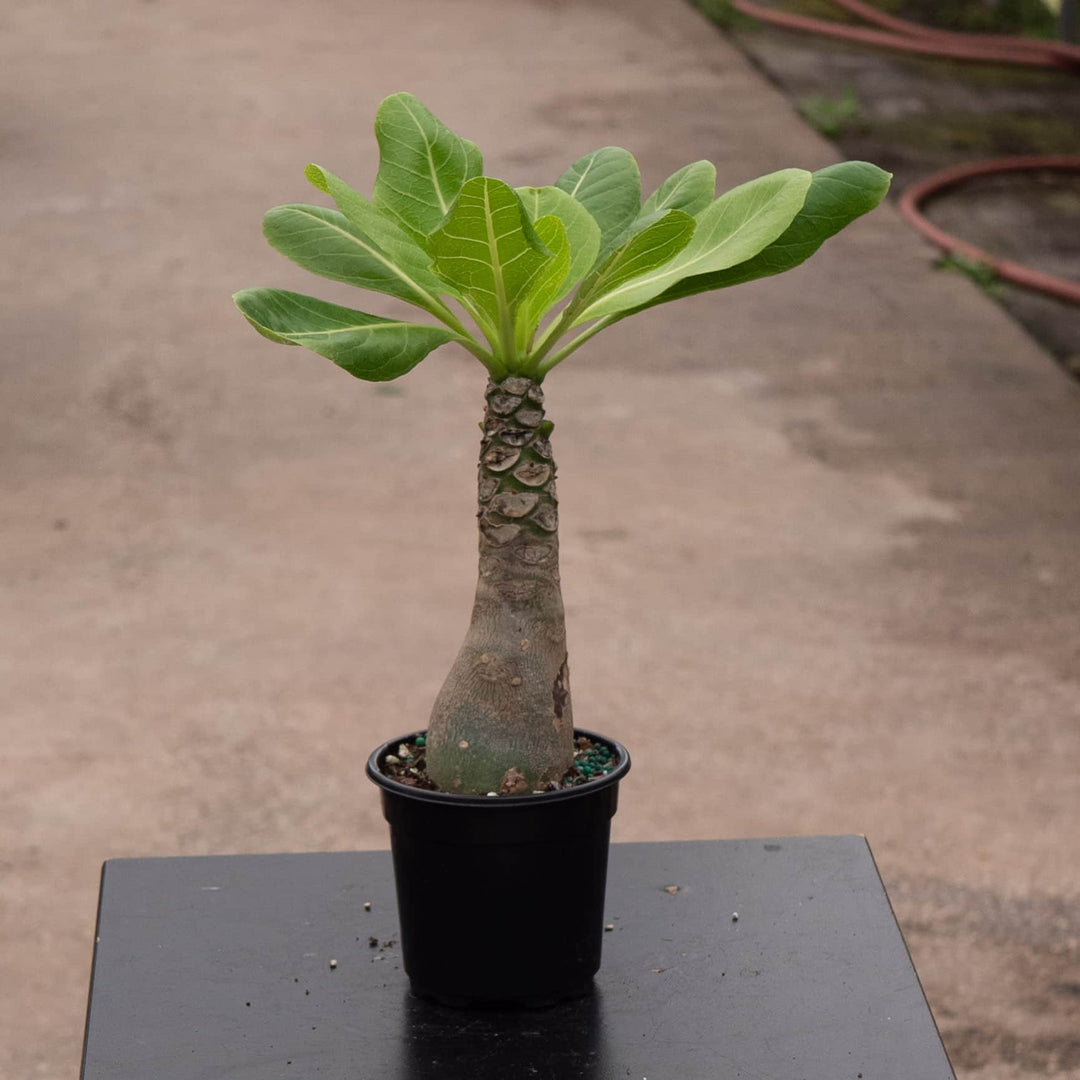 hawaiian palm plant for sale Brighamia insignis