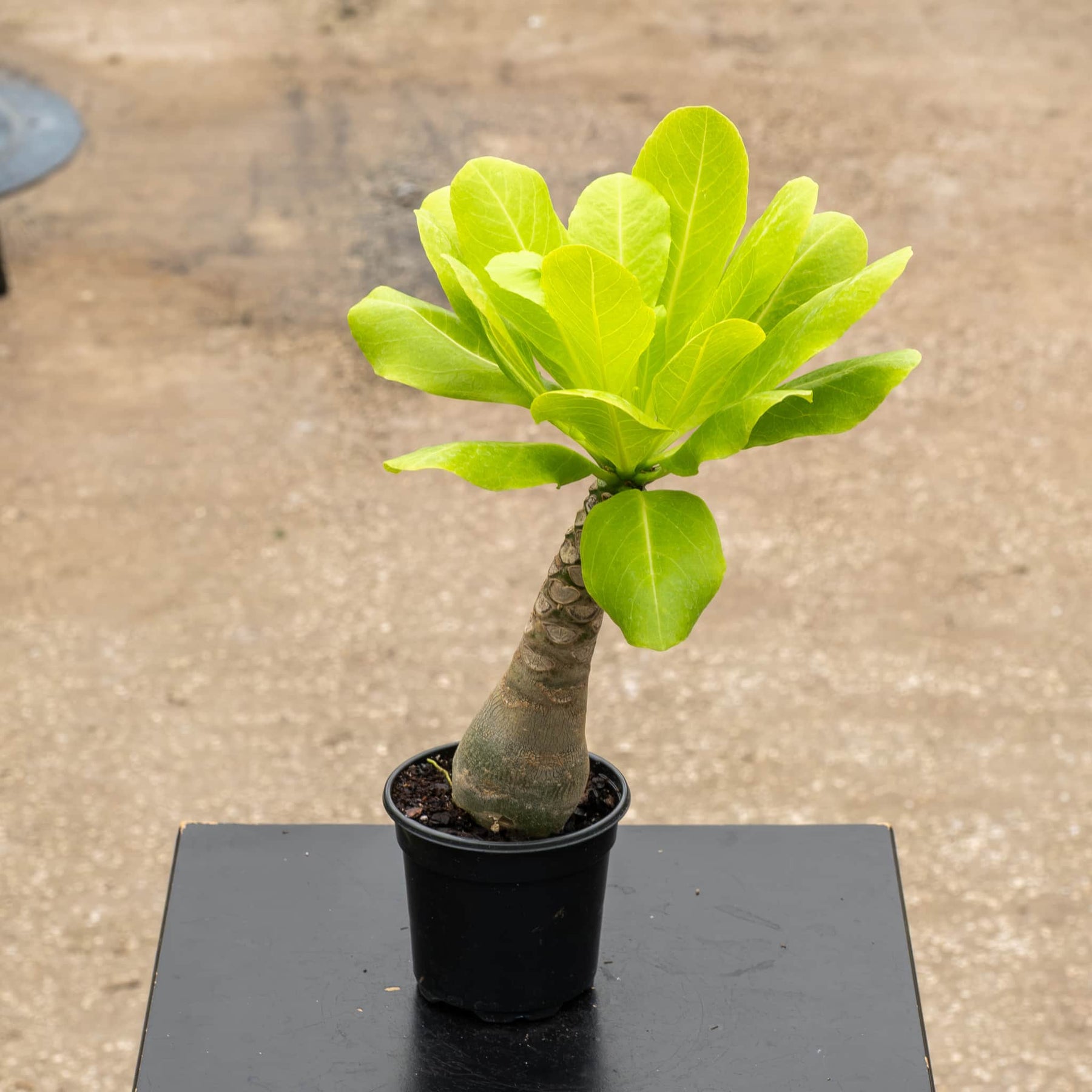 Brighamia insignis – Gabriella Plants