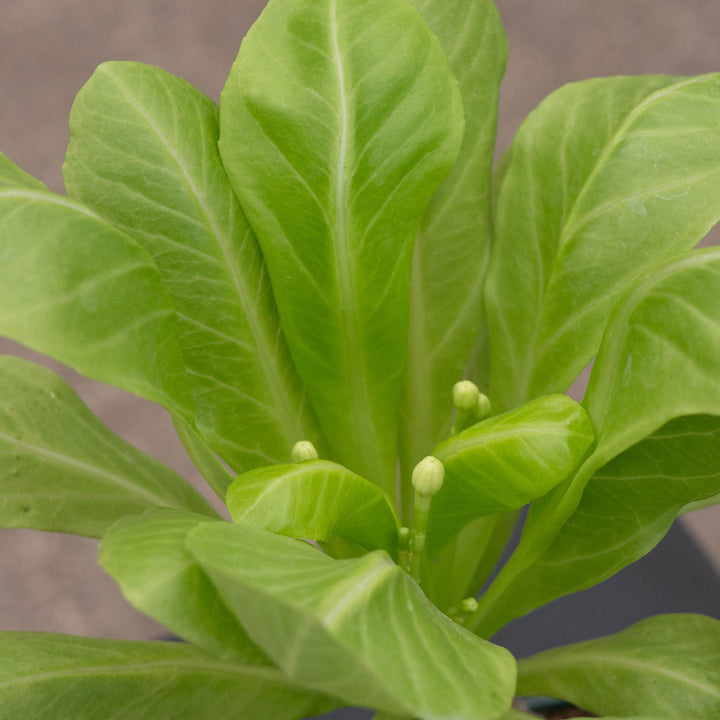 Gabriella Plants Succulent 4" Brighamia insignis