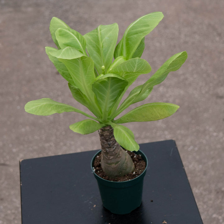 Gabriella Plants Succulent 4" Brighamia insignis