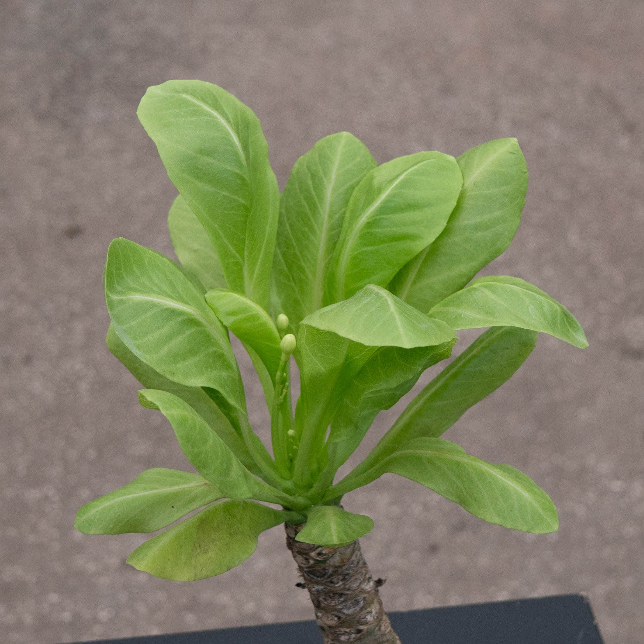 Brighamia insignis – Gabriella Plants