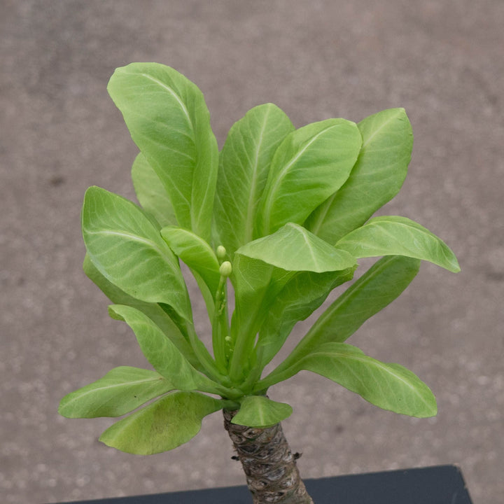 Gabriella Plants Succulent 4" Brighamia insignis