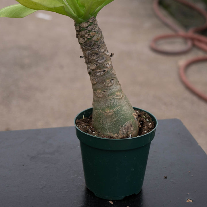 Gabriella Plants Succulent 4" Brighamia insignis