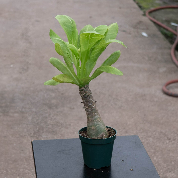 Gabriella Plants Succulent 4" Brighamia insignis