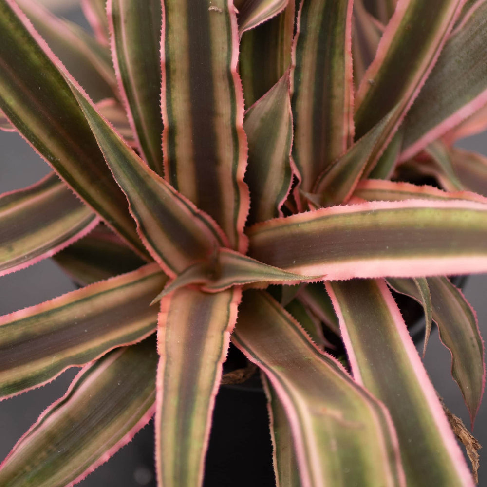 Gabriella Plants Bromeliad 4" Bromeliad Cryptanthus 'Peach Star'