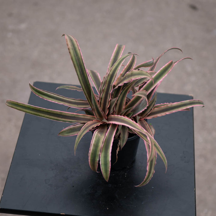 Gabriella Plants Bromeliad 4" Bromeliad Cryptanthus 'Peach Star'