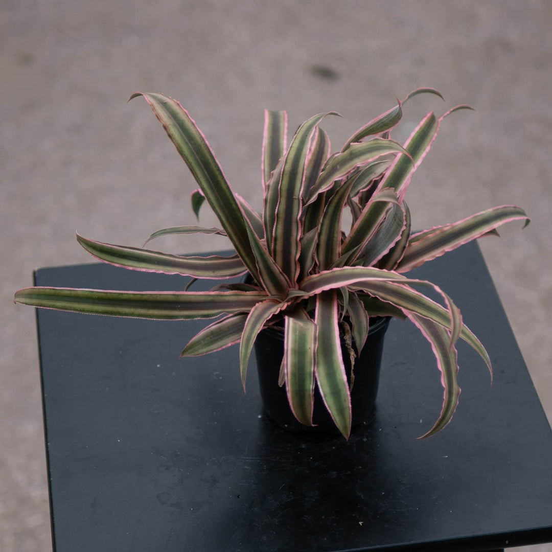 Gabriella Plants Bromeliad 4" Bromeliad Cryptanthus 'Peach Star'