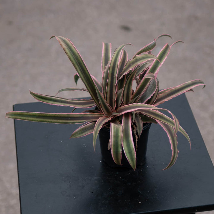 Gabriella Plants Bromeliad 4" Bromeliad Cryptanthus 'Peach Star'