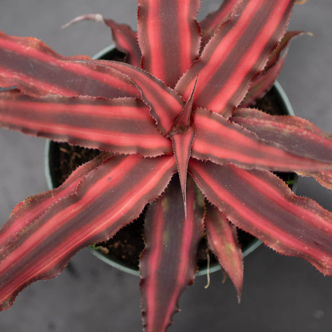red star spike plant indoor Bromeliad Cryptanthus 'Red Star'