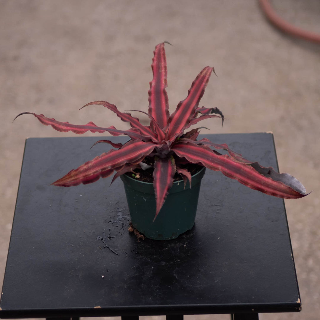 Gabriella Plants Bromeliad 4" Bromeliad Cryptanthus 'Red Star'