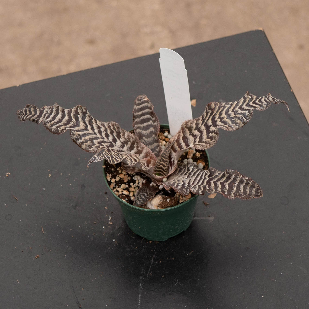 Gabriella Plants 3" Bromeliad Cryptanthus zonatus