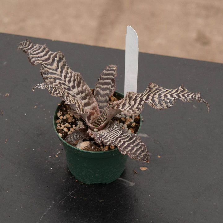 Gabriella Plants 3" Bromeliad Cryptanthus zonatus
