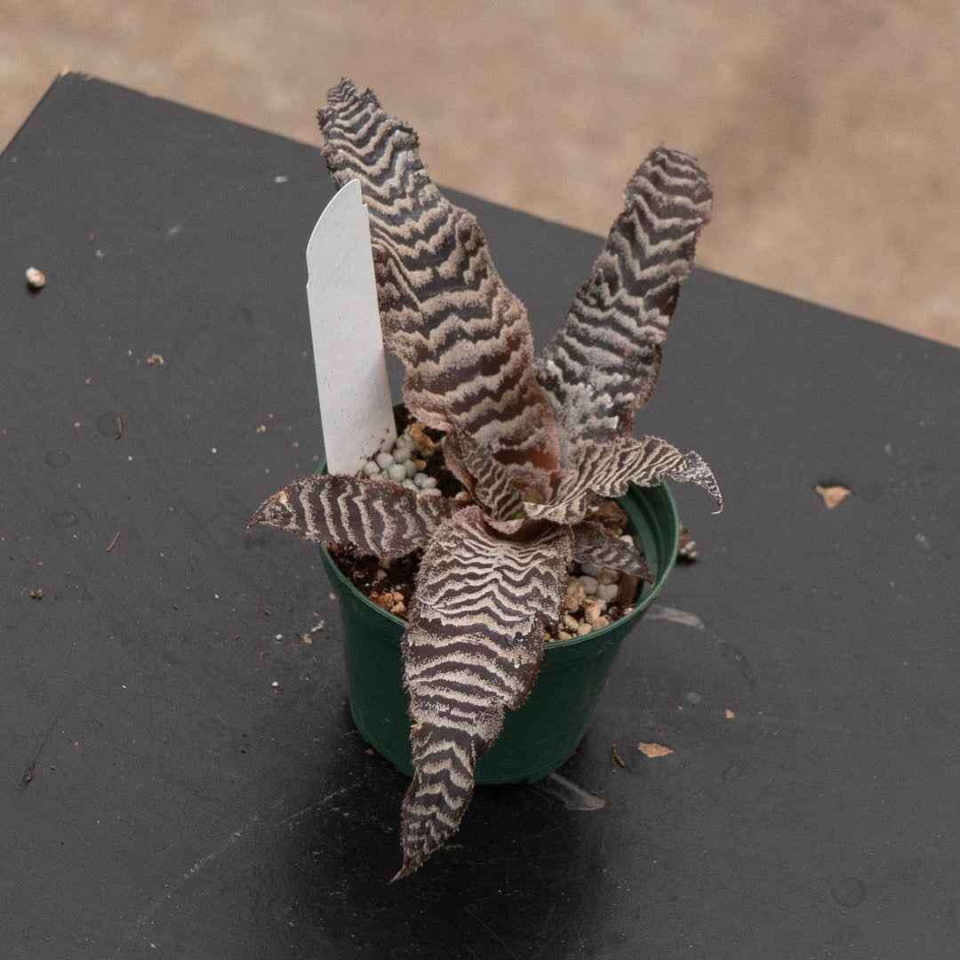Gabriella Plants 3" Bromeliad Cryptanthus zonatus