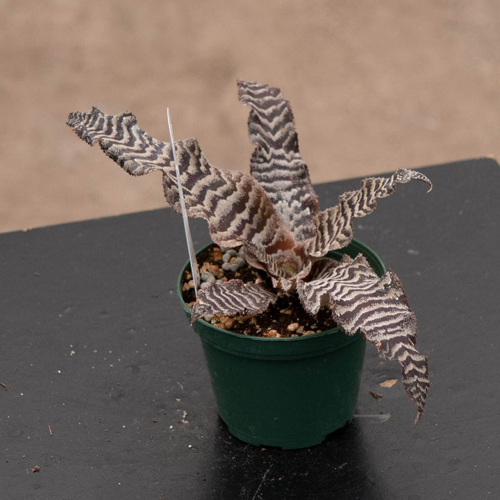 Gabriella Plants 3" Bromeliad Cryptanthus zonatus