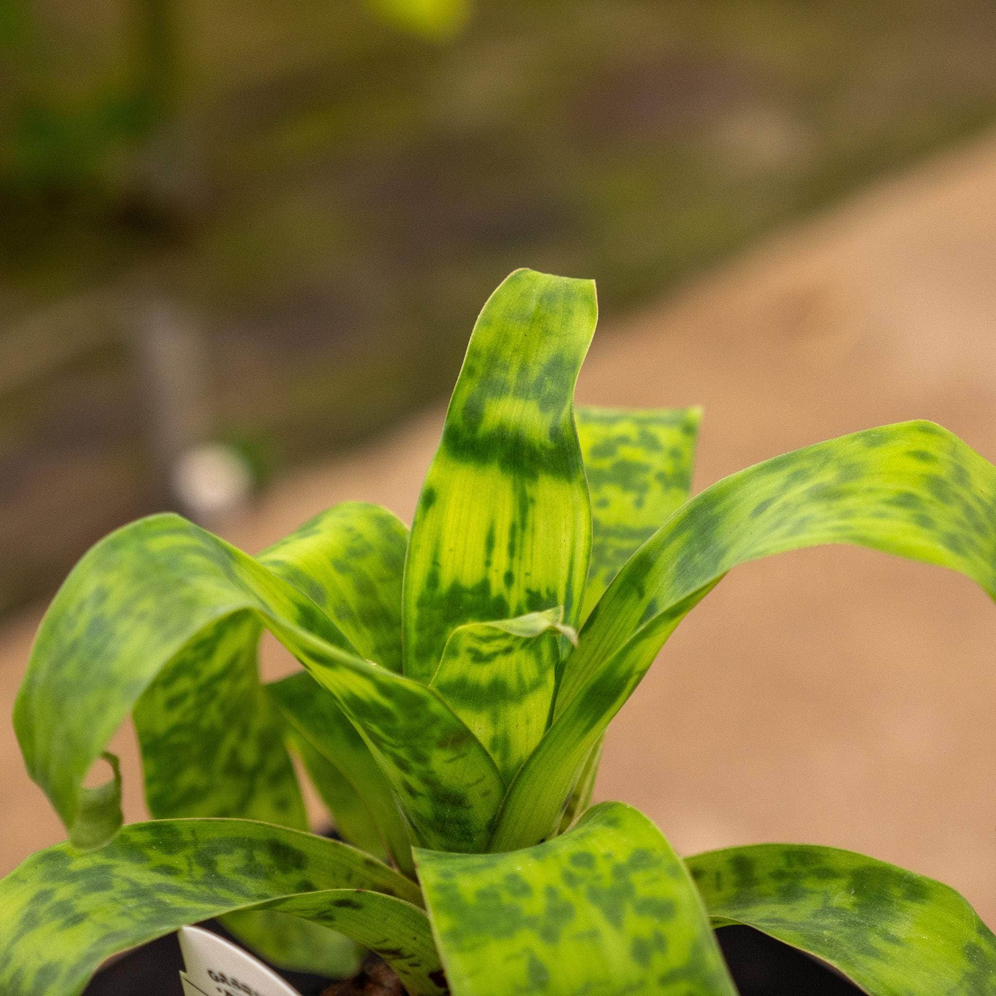 Bromeliad Vriesea ospinae var. gruberi \'Hawaiian Magic\' - Gabriella Plants