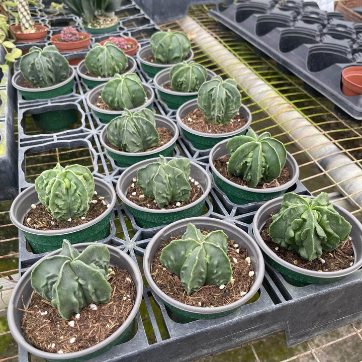 Gabriella Plants Succulent/Cactus 4" Cactus Astrophytum myriostigma nudum 'Fukuryu'