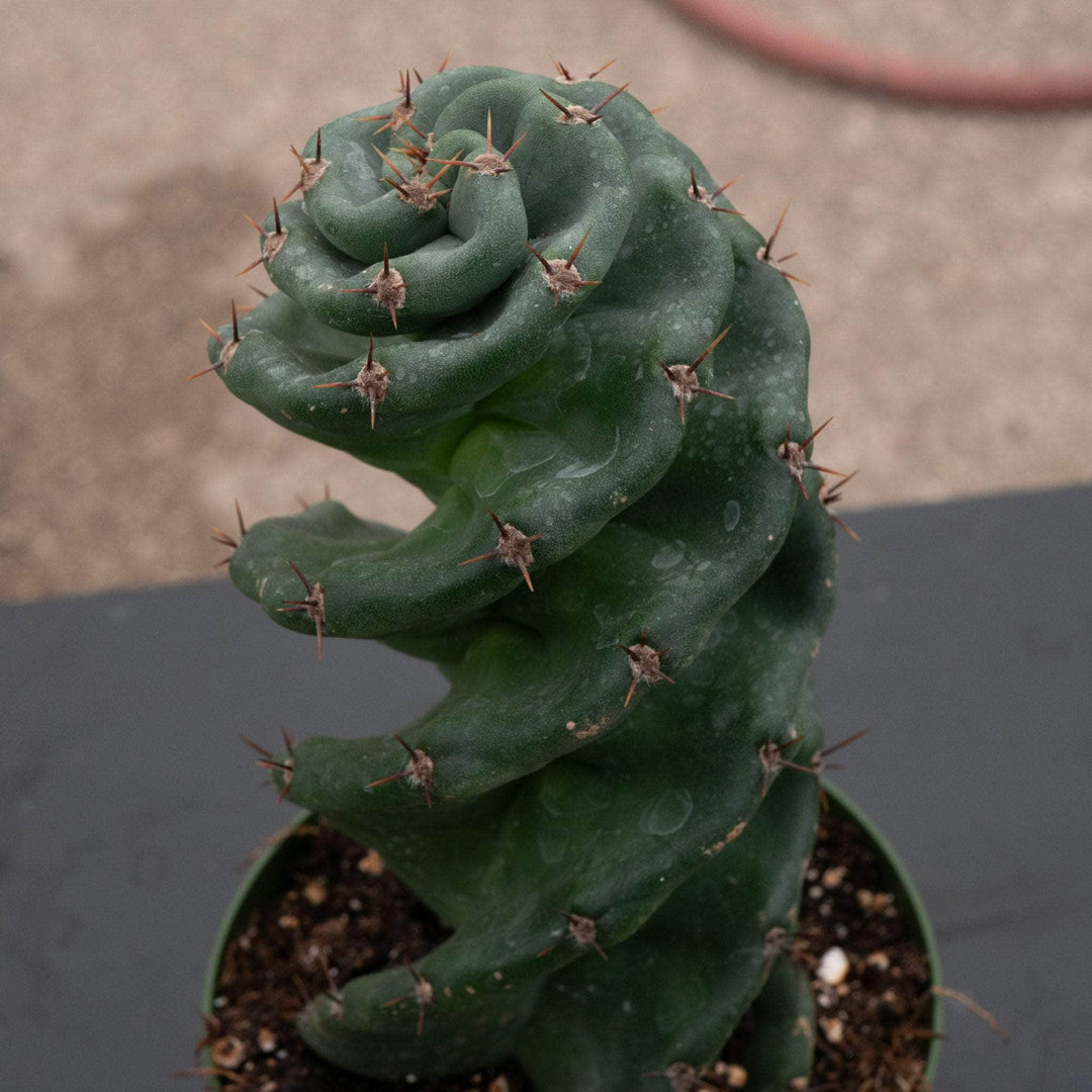 succulents cereus spiralis Cactus Cereus forbesii 'Spiralis'