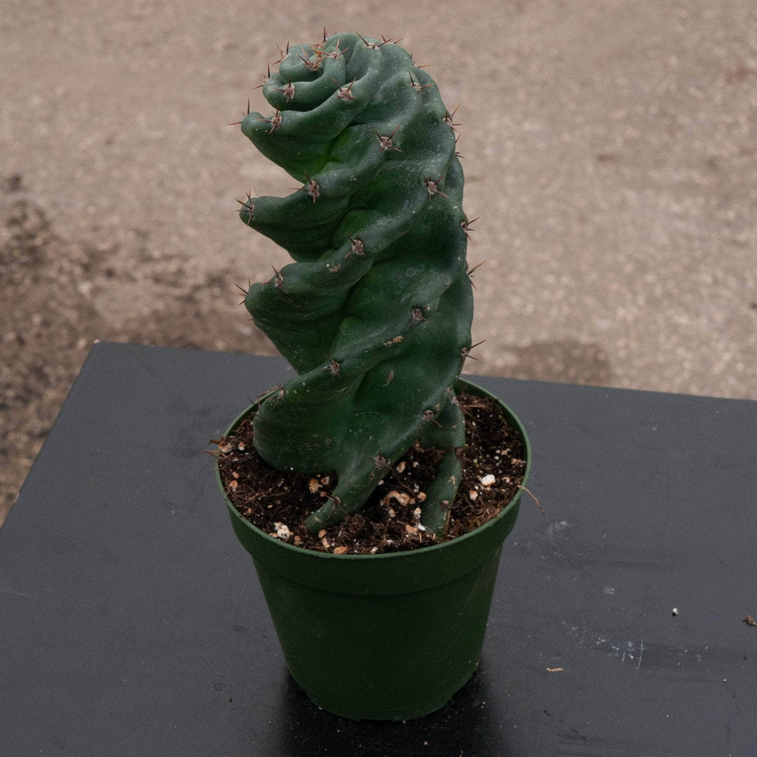 cereus succulent Cactus Cereus forbesii 'Spiralis'