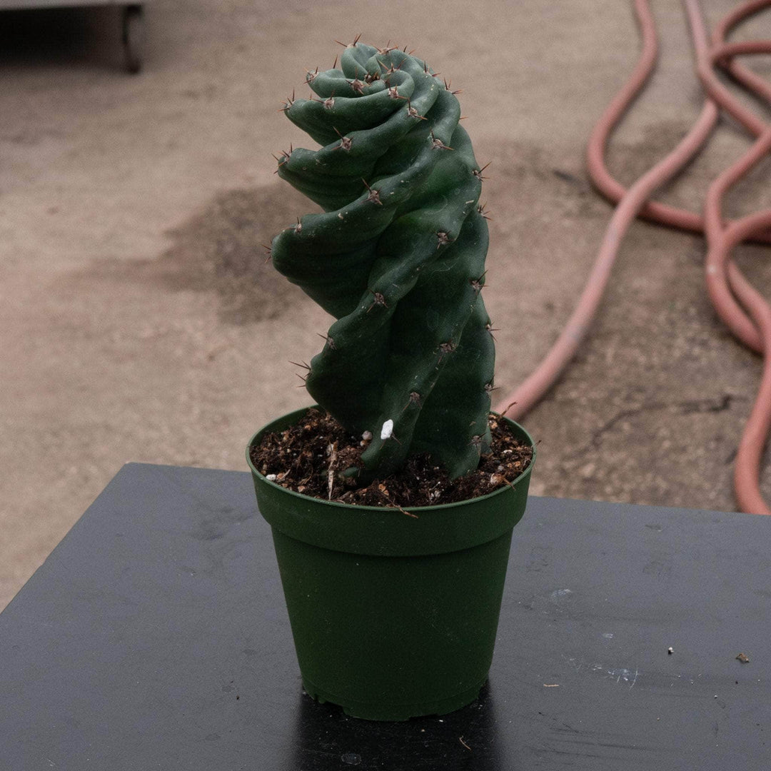twisty succulent Cactus Cereus forbesii 'Spiralis'