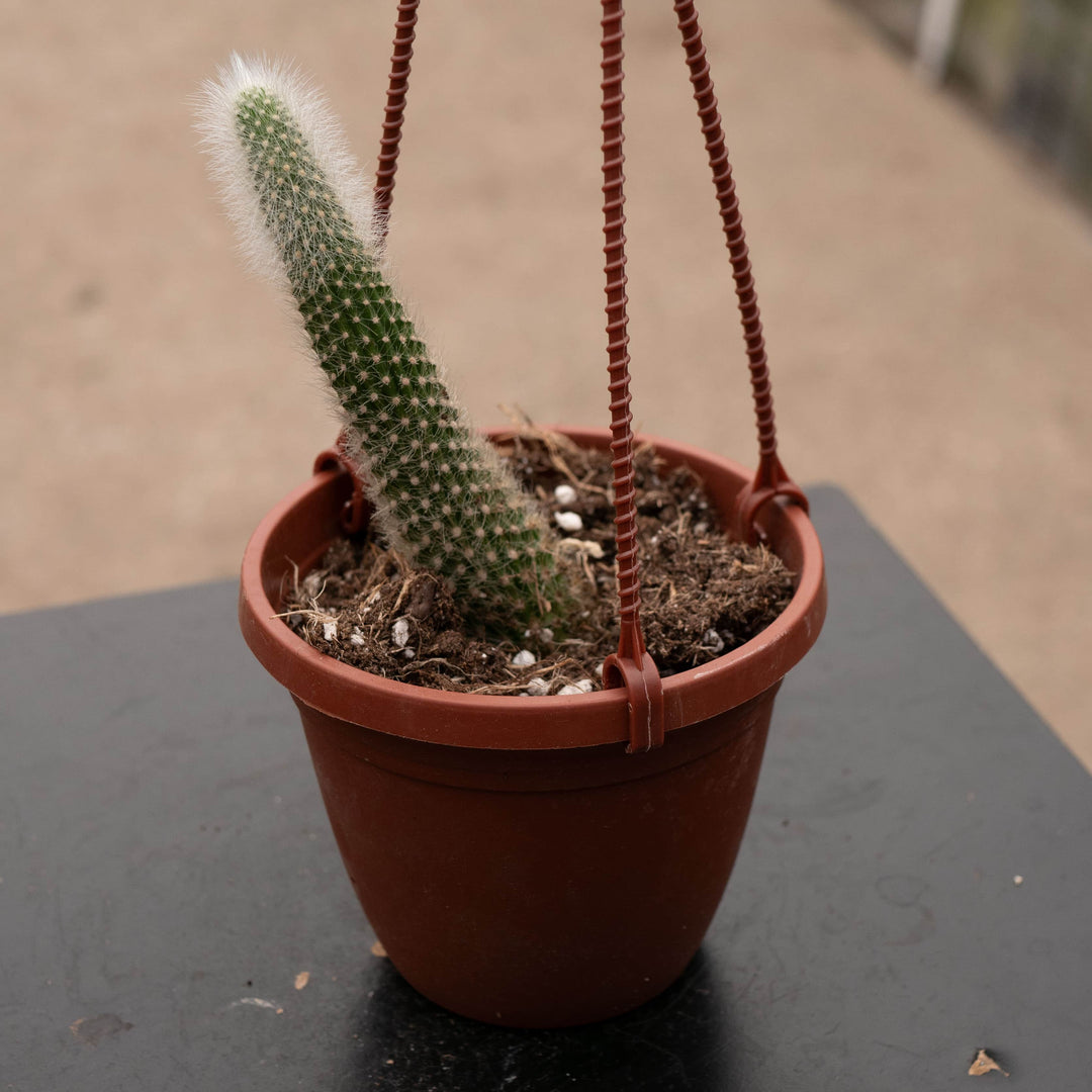Gabriella Plants Succulent/Cactus 4" Cactus Cleistocactus colademononis Variegated 'Monkey Tail Cactus'