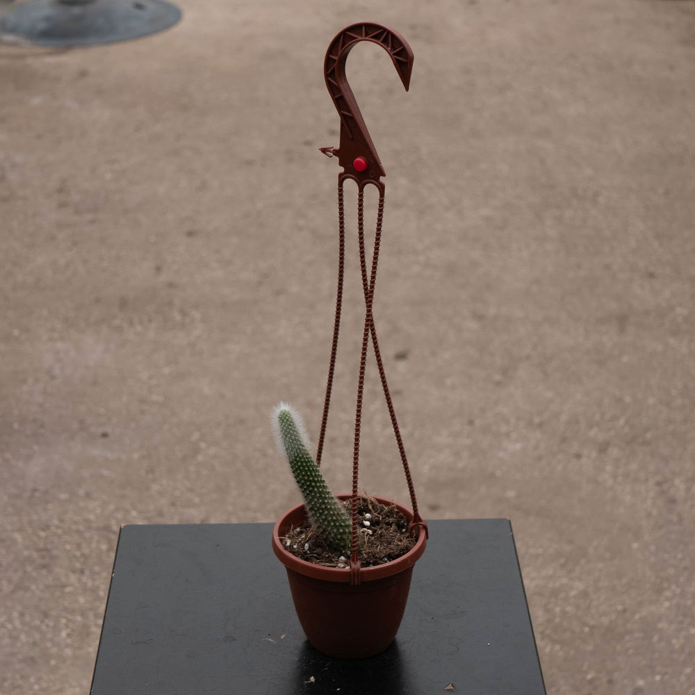 Gabriella Plants Succulent/Cactus 4" Cactus Cleistocactus colademononis Variegated 'Monkey Tail Cactus'