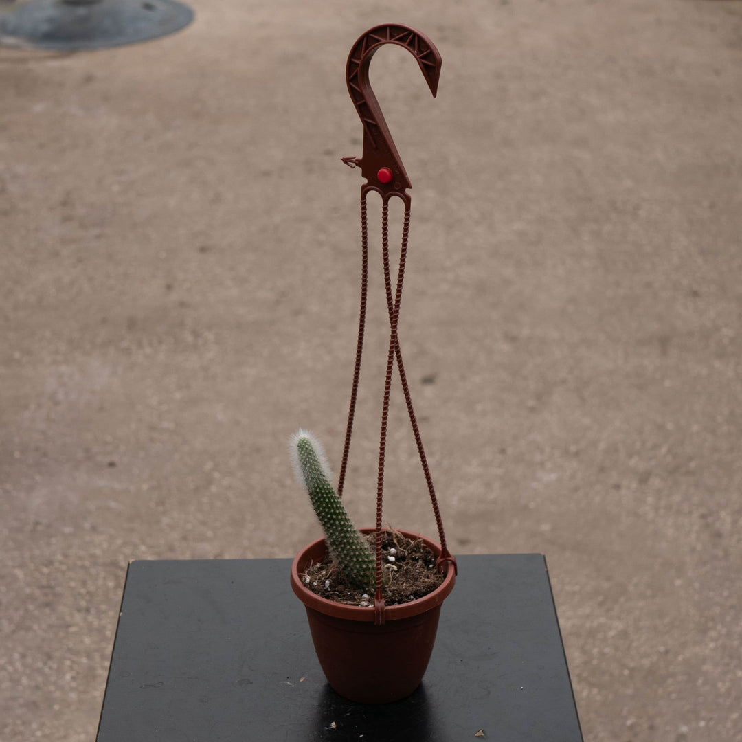 Gabriella Plants Succulent/Cactus 4" Cactus Cleistocactus colademononis Variegated 'Monkey Tail Cactus'