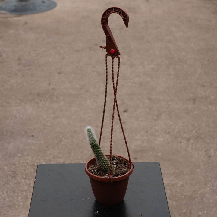 Gabriella Plants Succulent/Cactus 4" Cactus Cleistocactus colademononis Variegated 'Monkey Tail Cactus'