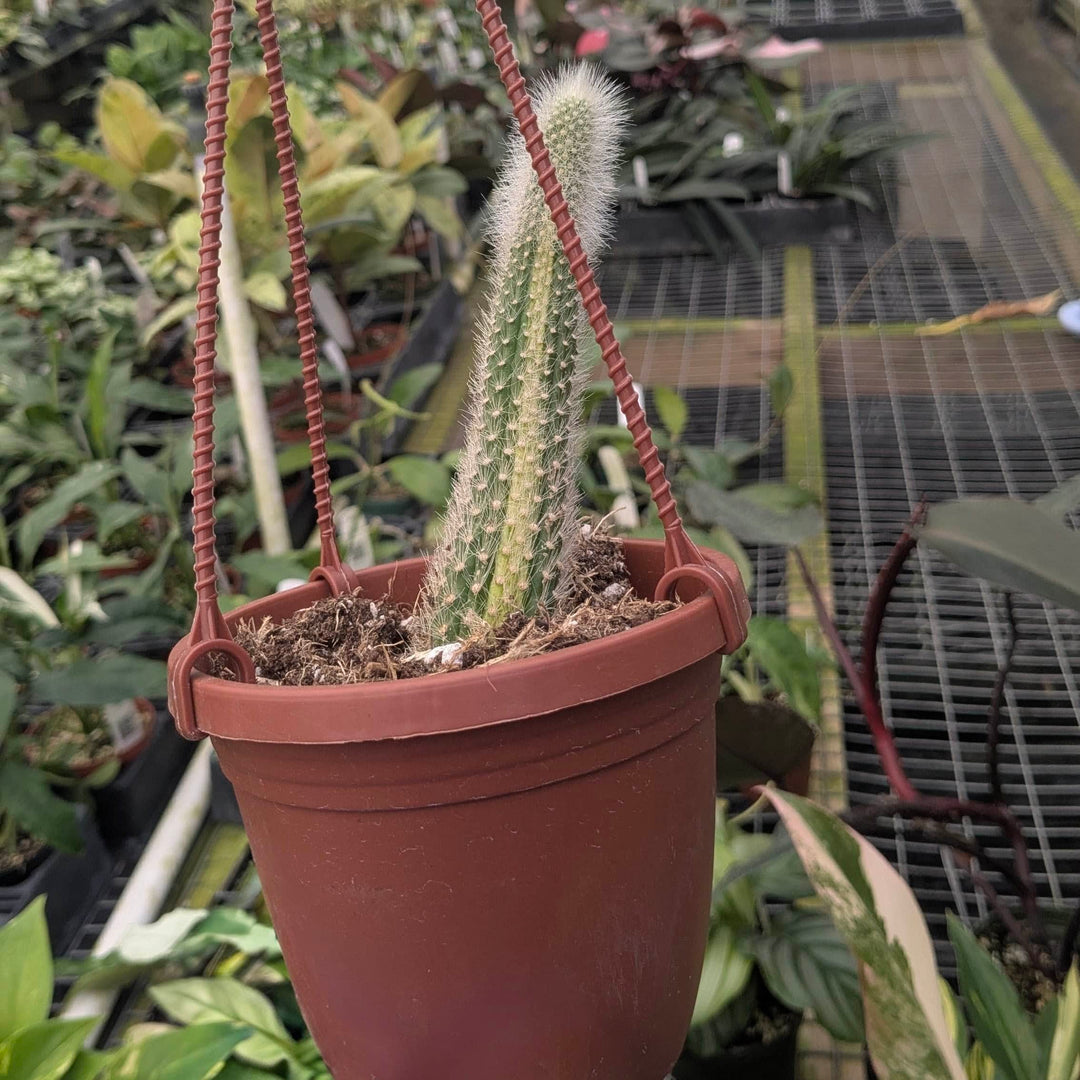 Gabriella Plants Succulent/Cactus 4" Cactus Cleistocactus colademononis Variegated 'Monkey Tail Cactus'