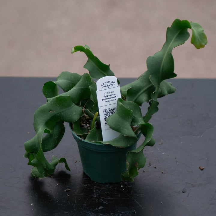 Gabriella Plants Epiphyte 3" Cactus Epiphyllum guatemalense f. monstrosa