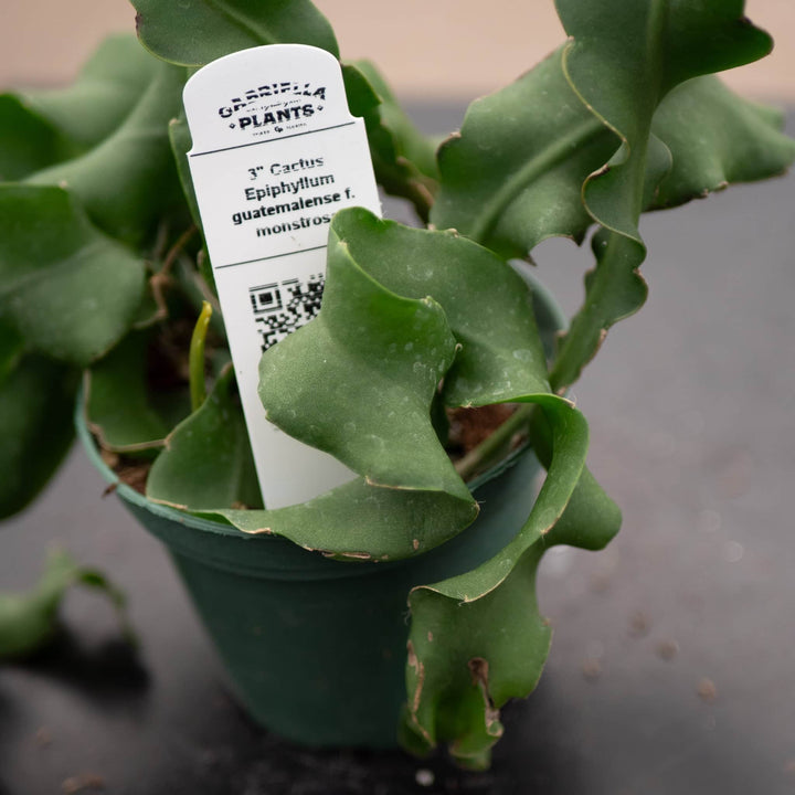 Gabriella Plants Epiphyte 3" Cactus Epiphyllum guatemalense f. monstrosa
