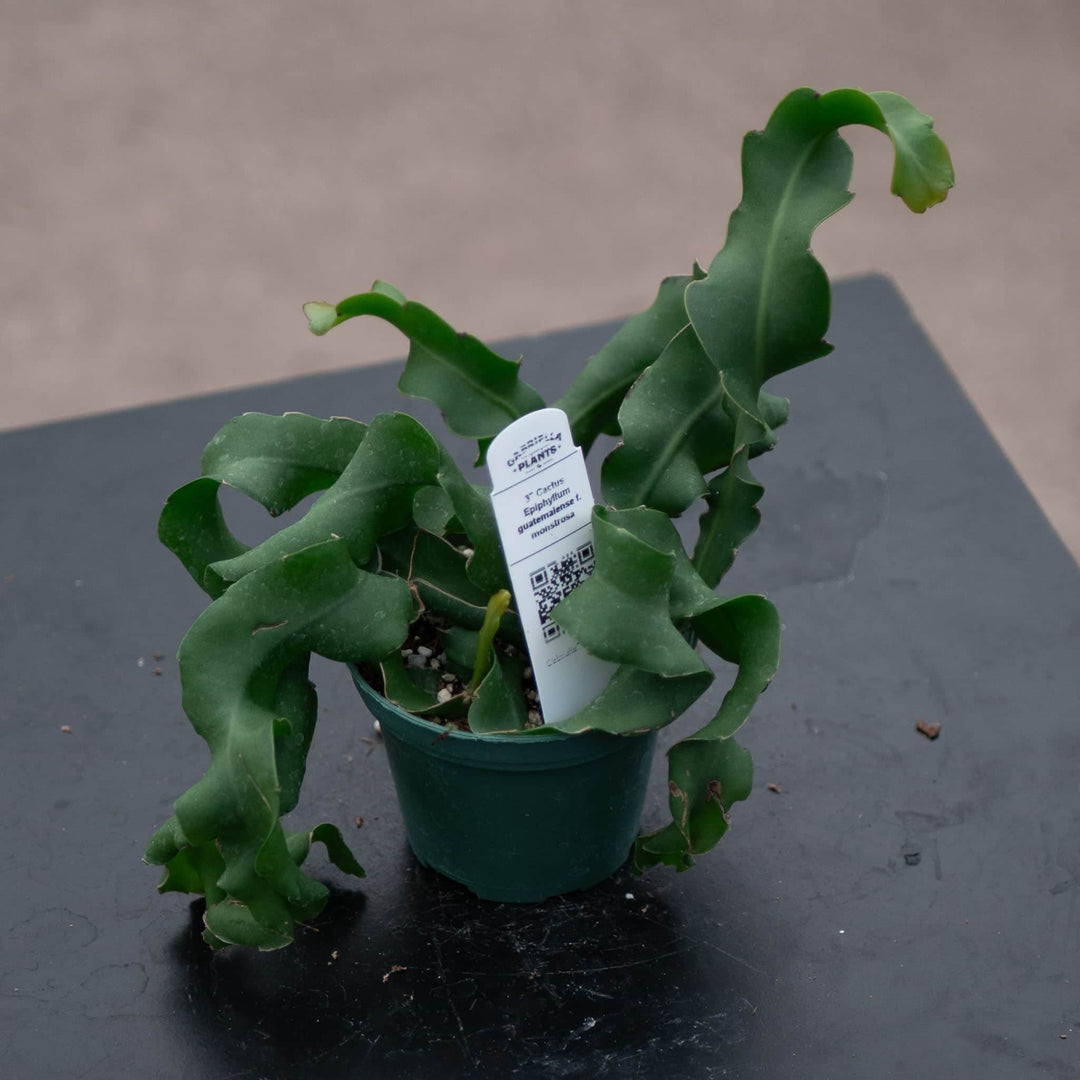 Gabriella Plants Epiphyte 3" Cactus Epiphyllum guatemalense f. monstrosa
