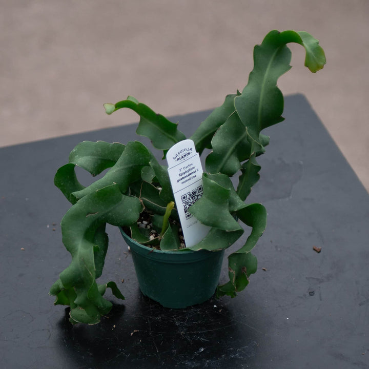 Gabriella Plants Epiphyte 3" Cactus Epiphyllum guatemalense f. monstrosa