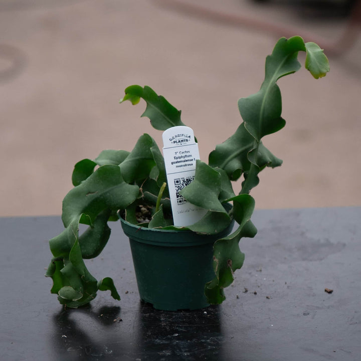 Gabriella Plants Epiphyte 3" Cactus Epiphyllum guatemalense f. monstrosa